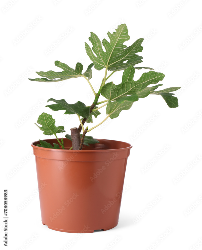 Obraz premium Fig plant with green leaves in pot isolated on white
