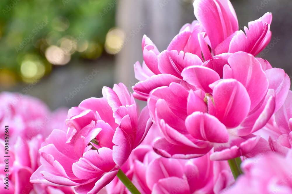 チューリップ　日本庭園　島根　由志園