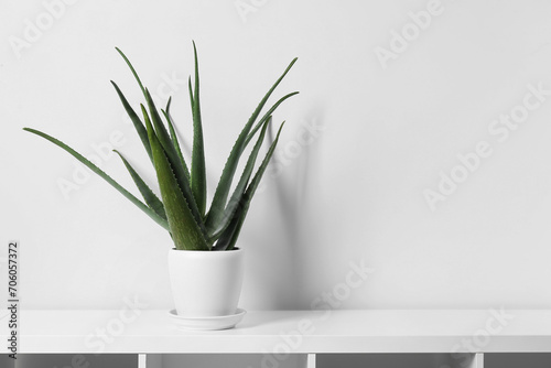Green aloe vera in pot on shelf near white wall indoors  space for text
