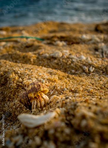 crab on sand