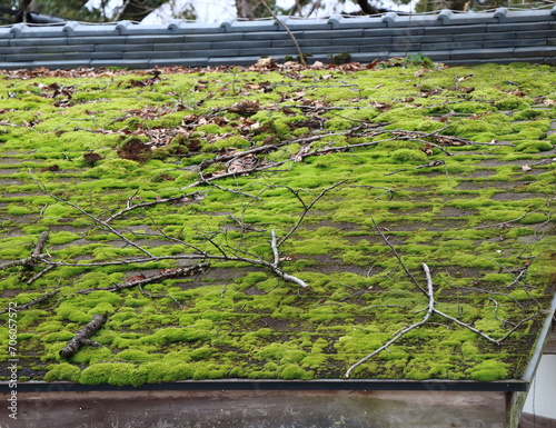 苔が生えてミニチュアの世界のように見える屋根