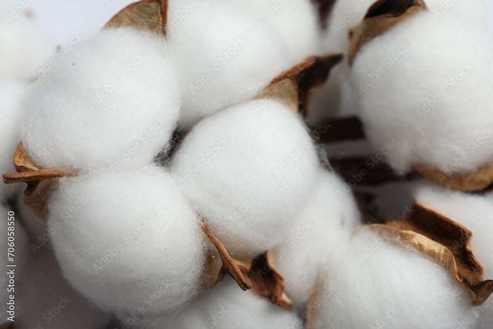 Fluffy cotton flowers on white background, closeup Fluffy cotton flowers on white background, closeup