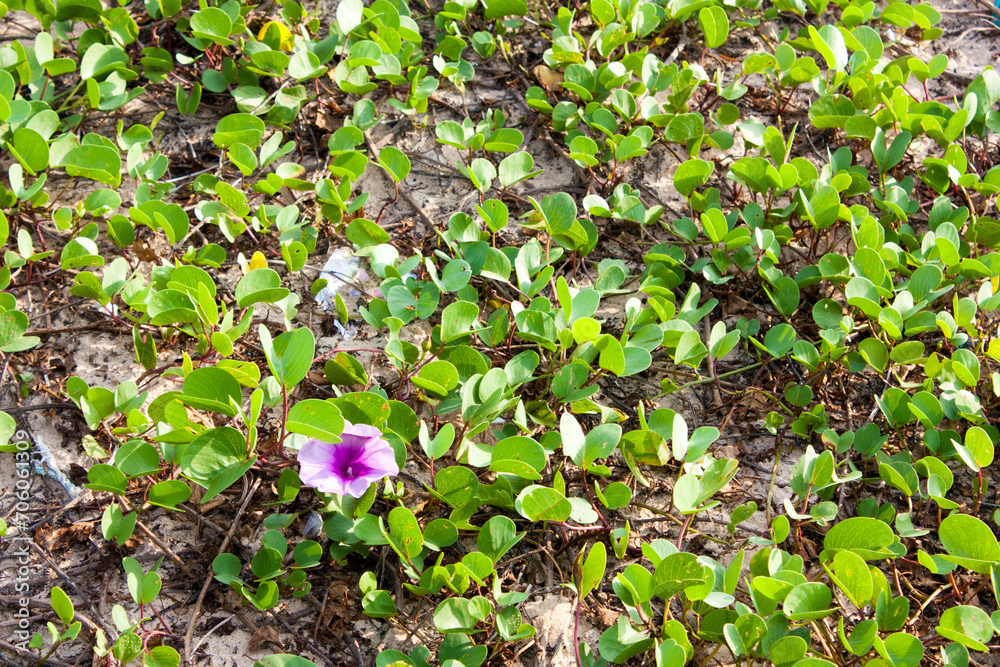 spring in the garden spring in the garden