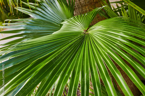 Tropical Palm Fronds Close-Up Texture in Natural Light