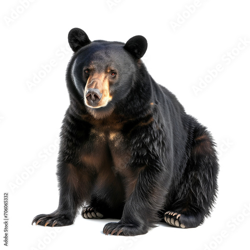 Black bear isolated on white