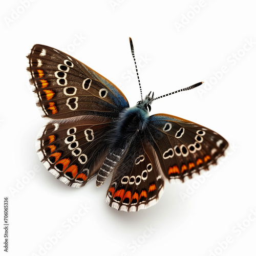 Brown Argus Butterfly isolated on white photo