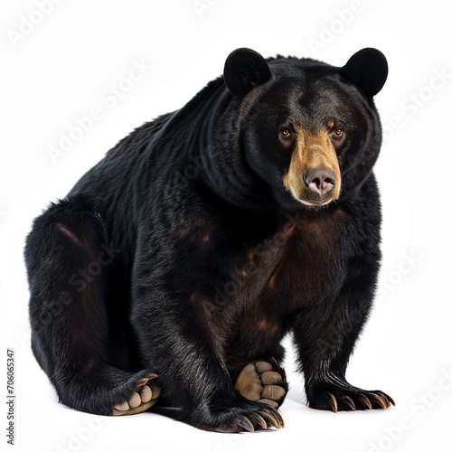 Black bear isolated on white