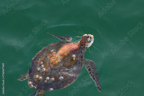 Φωτογραφία turtle in the sea