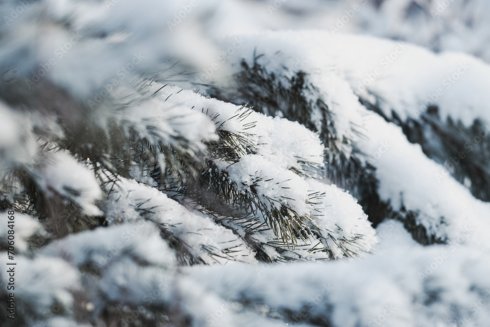 Snow covered pine tree