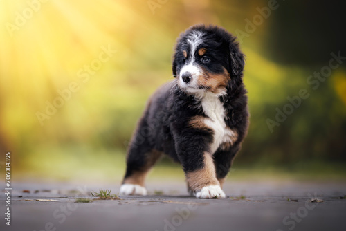 Adorable bernese mountain dog puppy