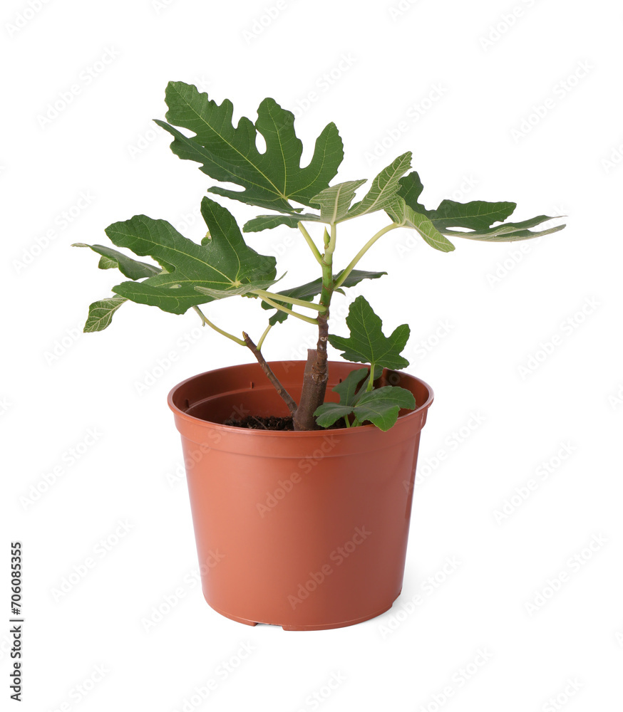 Fig plant with green leaves in pot isolated on white Fig plant with green leaves in pot isolated on white