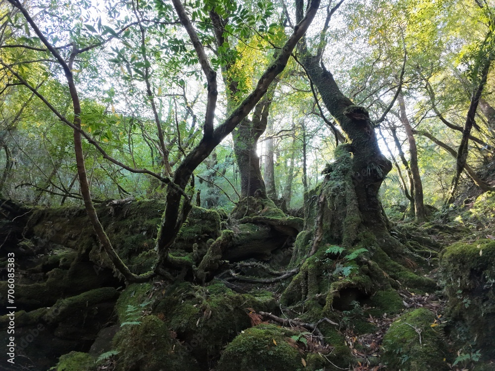 forest around Shiratani Unsui Gorge