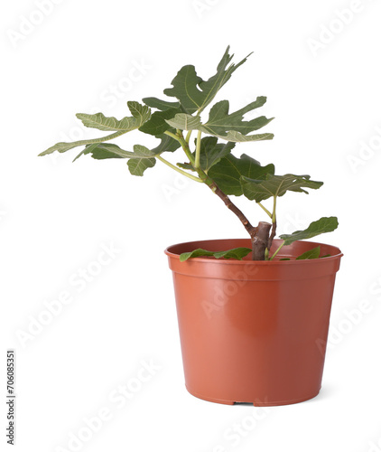 Fig plant with green leaves in pot isolated on white