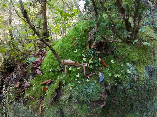 moss blanket in Yakushima