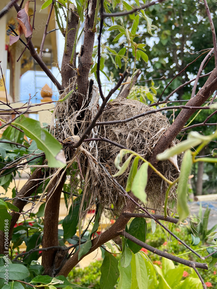 a closeup shot of a bird nest on branch tree