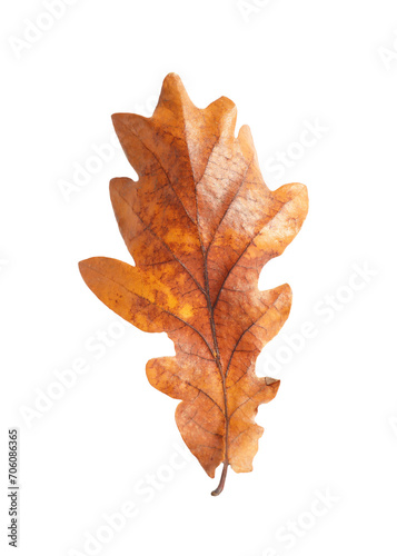 Autumn season. One dry oak leaf isolated on white