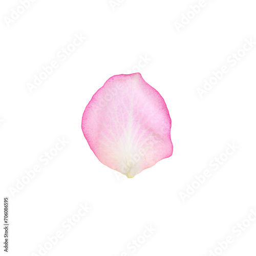 Wallpaper Mural Tender pink rose petal isolated on white Torontodigital.ca