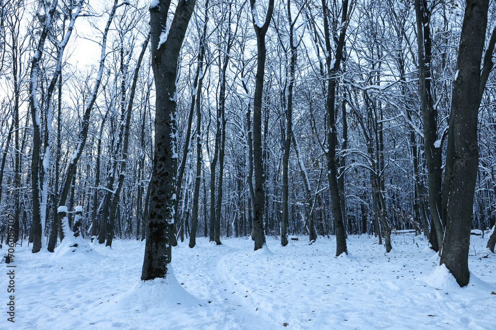 Trees covered with snow in winter park
