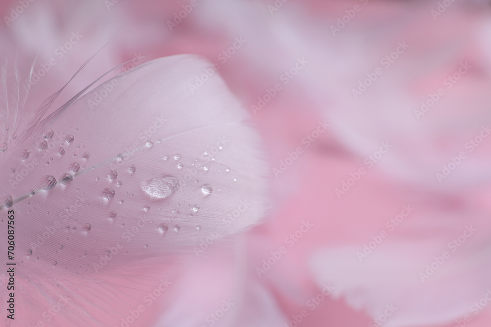 Fluffy white feathers with water drops on pink background, closeup. Space for text