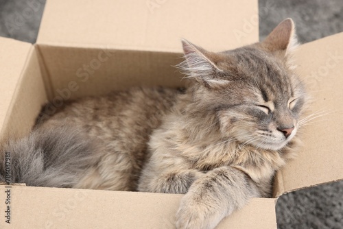 Cute fluffy cat in cardboard box on carpet, closeup