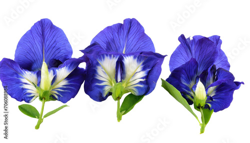 Butterfly pea flower Isolated on white photo
