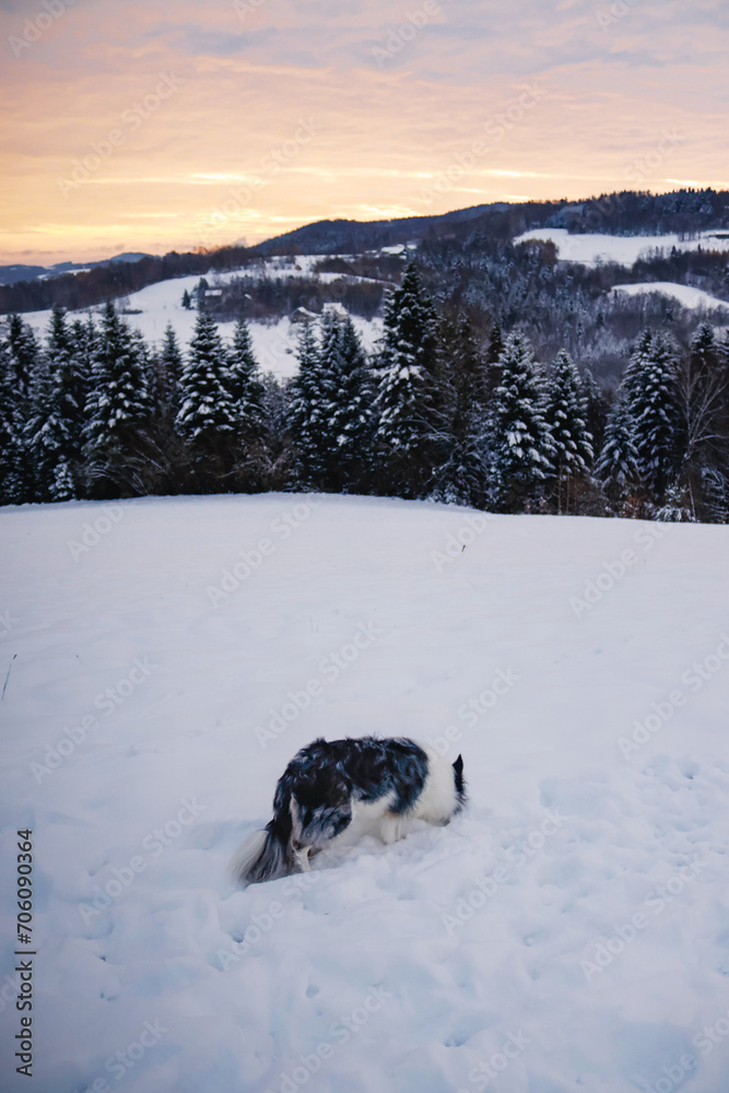 Landscape with a dog