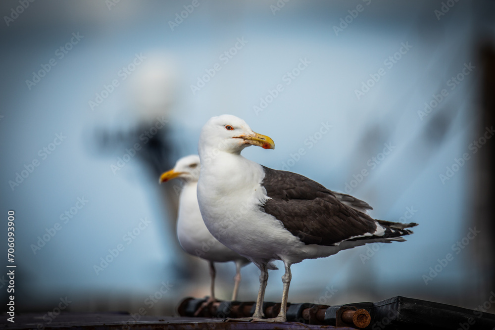 Coastal Companions Coastal Companions