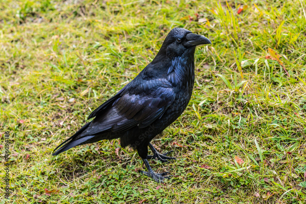 Big Raven Big Raven