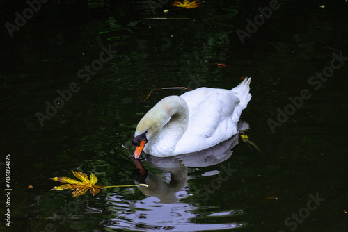 Tableau sur toile Swan Adrift in Tranquil Reflection