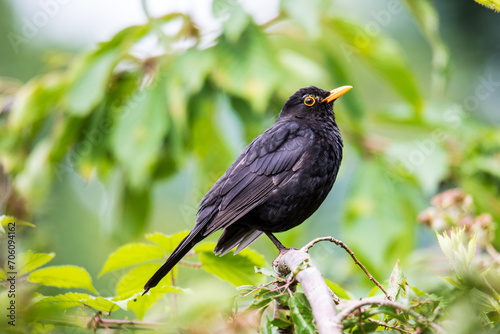 Contemplative Watch: Blackbird's Perch