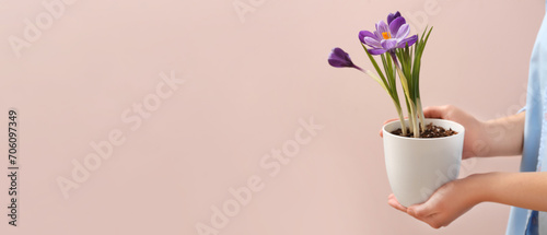 Woman holding beautiful crocus plant in pot on beige background. Banner for design