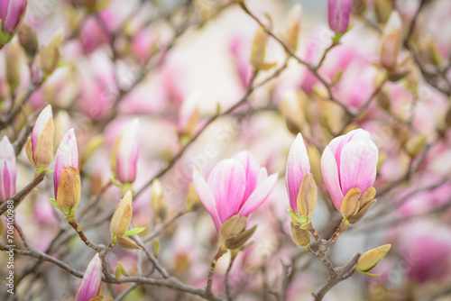 Pink magnolia blossom  selective focus  blurred background