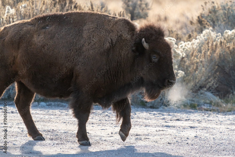 American bison buffalo in the wild - close up American bison buffalo in the wild - close up