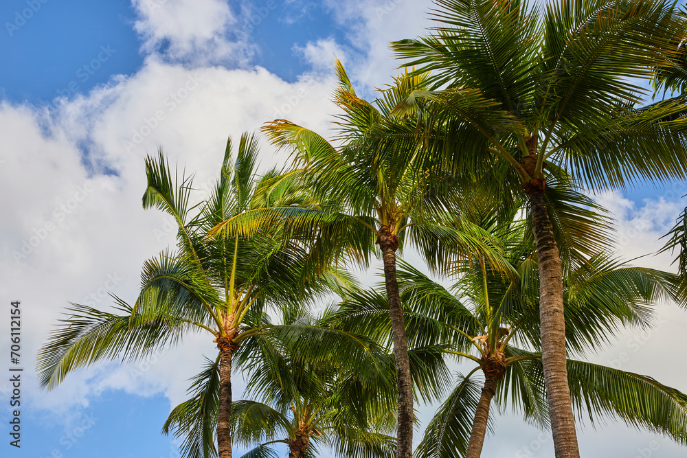 Tropical Palm Trees and Blue Sky, Nassau Low Angle View