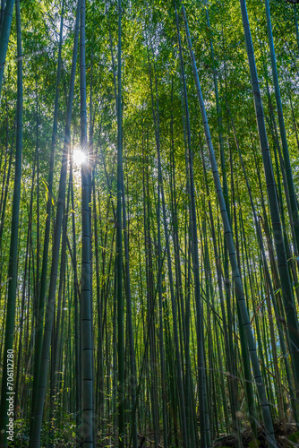 Arashiyama Bamboo Grove in Kyoto Japan