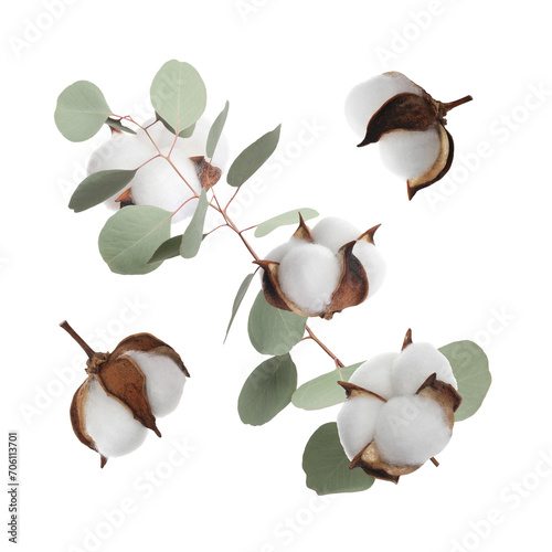 Cotton flowers and eucalyptus leaves falling isolated on white