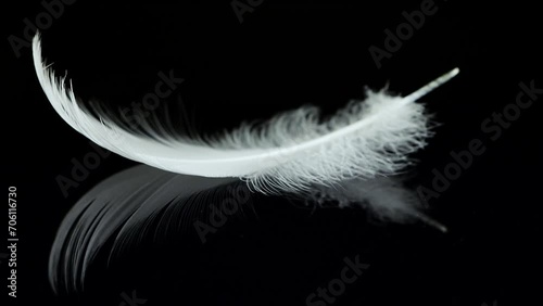 A white swan feather falls on a black reflective surface. Slow motion. Isolated on black background. photo