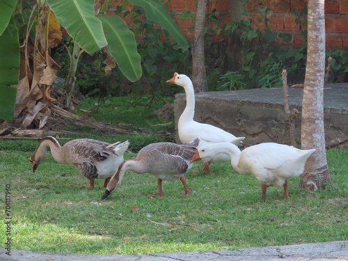 geese on the grass photo