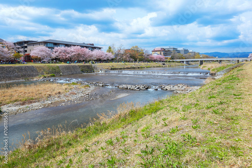Kamogawa river is one of the best cherry blossom spots in Kyoto city during springtime