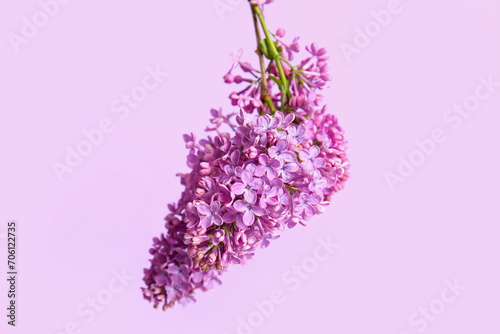 Blooming lilac twig on color background  closeup