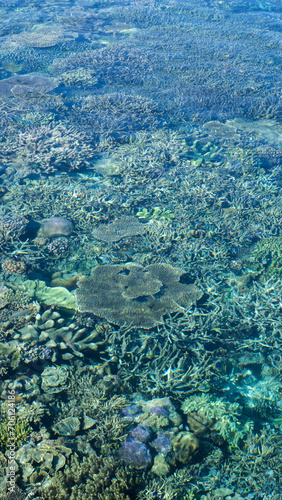 Beautiful view of of coral reef along the shoreline in crystal clear waters of Raja Ampat in West Papua  Indonesia