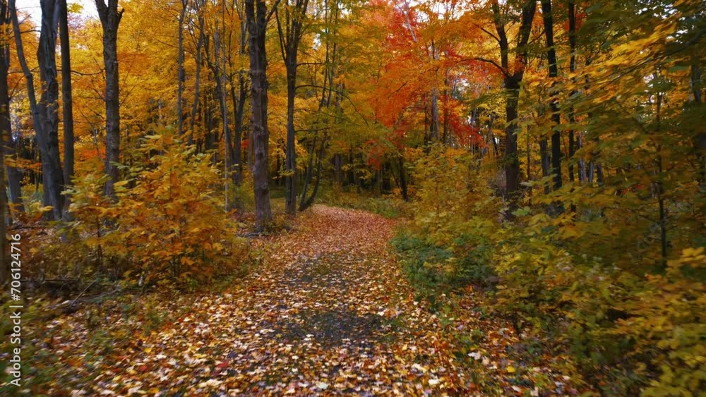 A drone flight down a path through the forest in the middle of autumn.