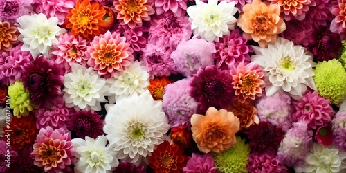 A Beautiful Array of Colorful Blooming Dahlias