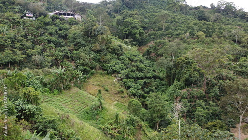 La vegetacion del pueblo photo