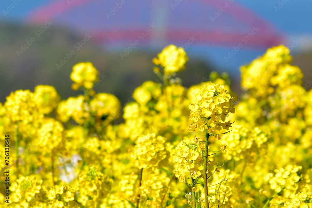 Obraz premium 菜の花 海沿い 笠戸島 春 笠戸島家族旅行村