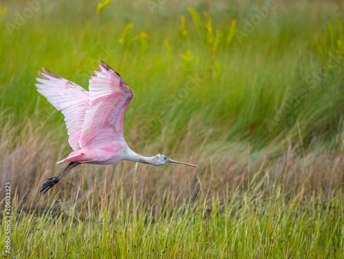 pink roseate spoonbill flying though a green marshland