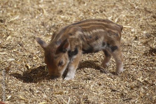 Photography Scene in a rural barnyard on the farm of a two toned brown piglet sniffing yellow straw