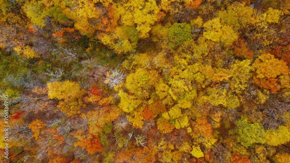 A drone flight over the forest in the middle of autumn. A drone flight over the forest in the middle of autumn.