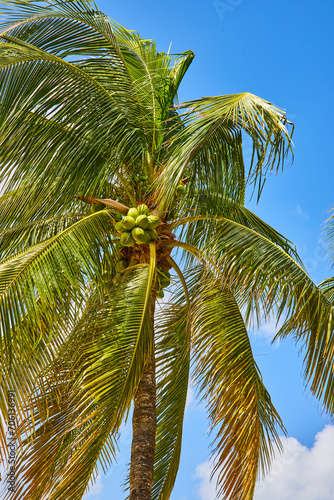 Tropical Coconut Palm under Blue Sky, Paradise Island
