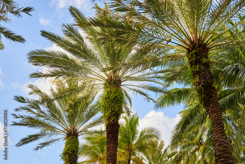 Tropical Palm Canopy in Clear Blue Sky, Nassau Paradise Island